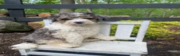 Bernedoodle dogs for sale: Rosco - Ad 7