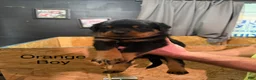 Rottweiler dogs for sale: Rottweiler 3 - Ad 2