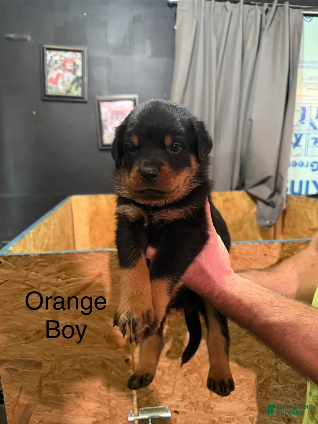 Rottweiler dogs for sale: Rottweiler 3 - Ad 2