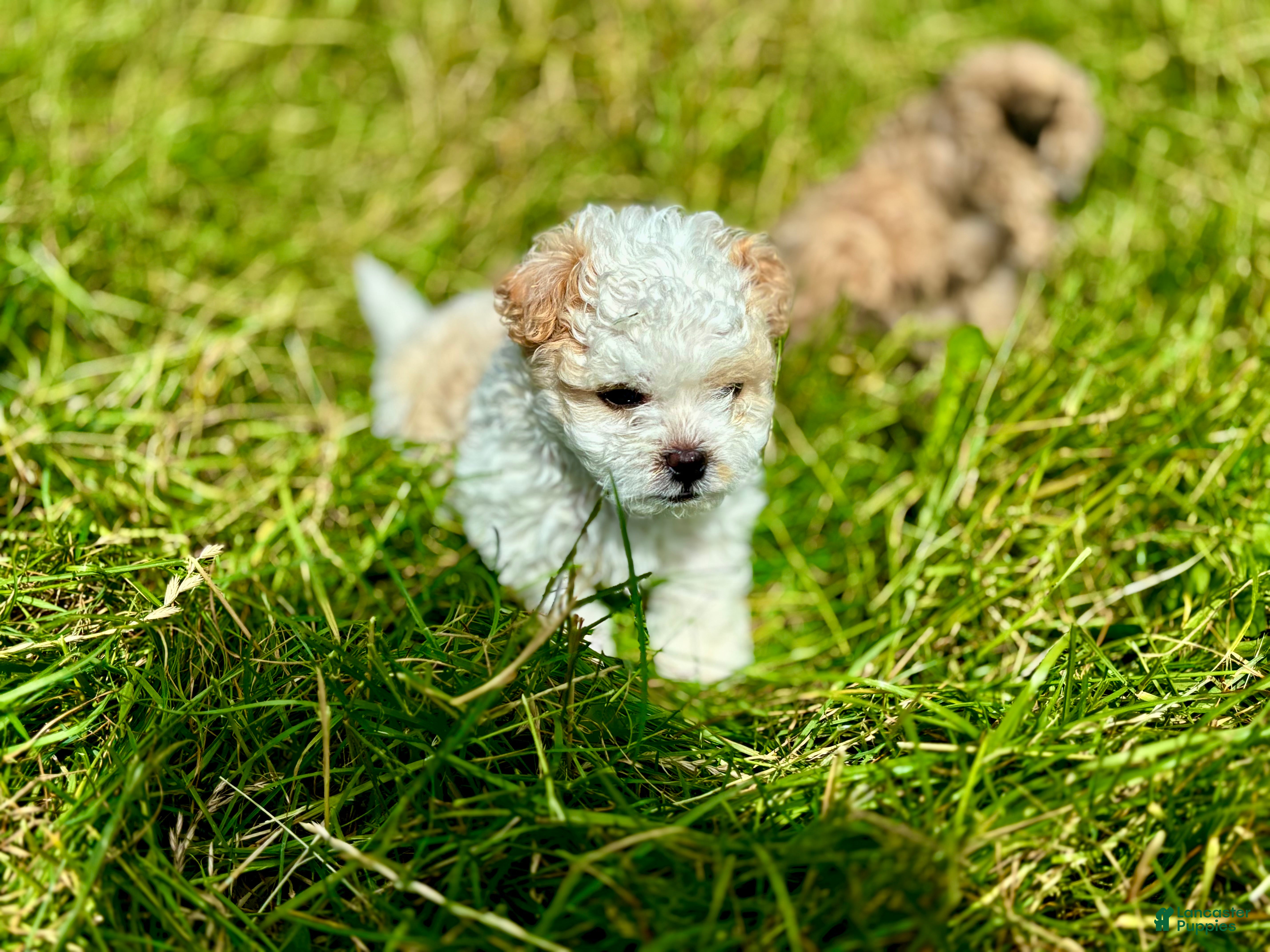 Shihpoo dogs Shihpoo 1 - Ad 4