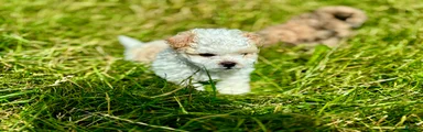 Shihpoo 1