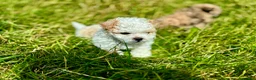 Shihpoo dogs for sale: Shihpoo 1 - Ad 1