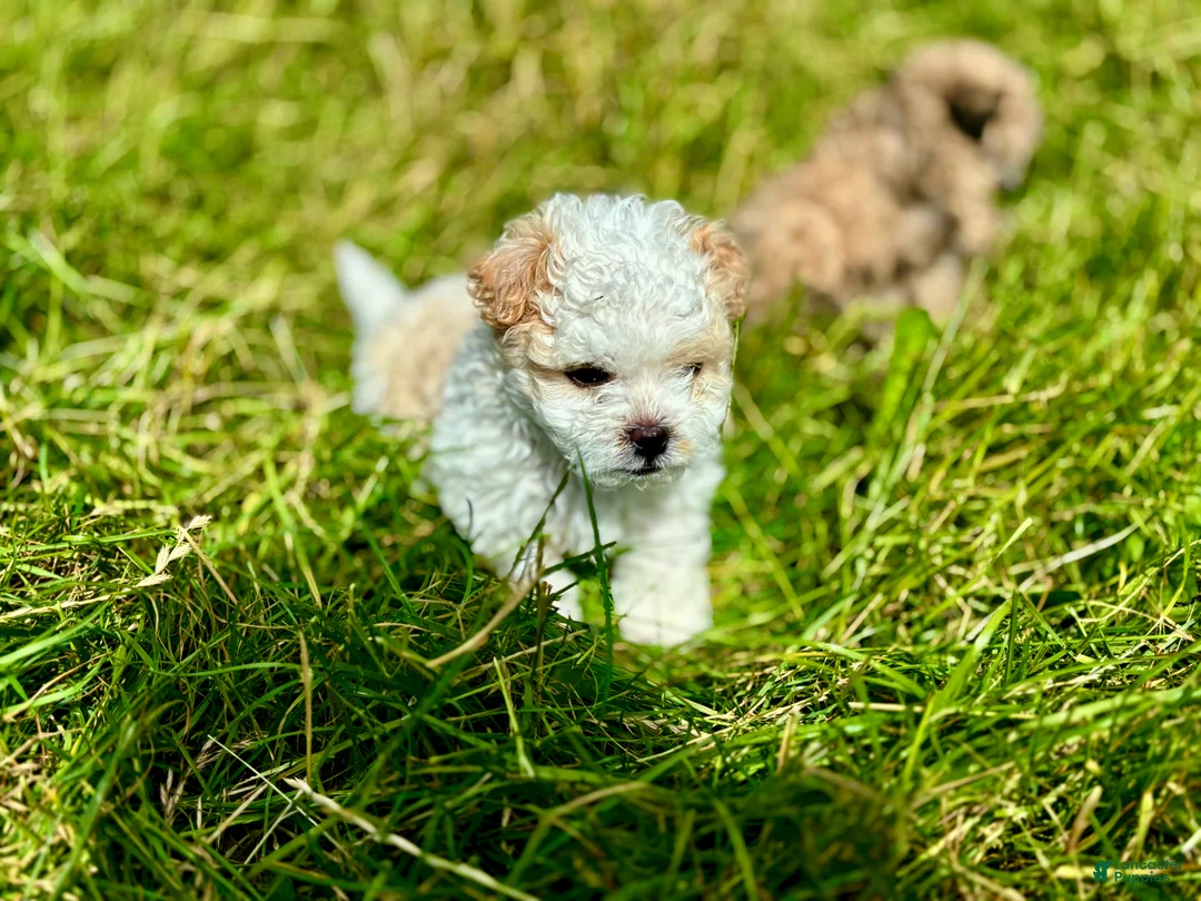 Shihpoo dogs for sale: Shihpoo 1 - Ad 1