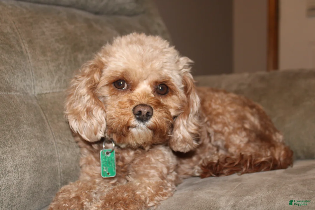 Cavapoo dogs for sale: Luna - Ad 1