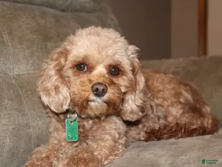 Cavapoo dogs Luna - Ad 12
