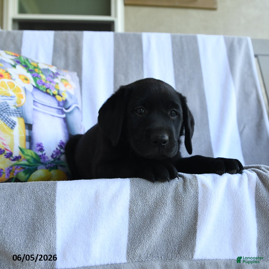 Labrador Retriever dogs Nutmeg - Ad 2