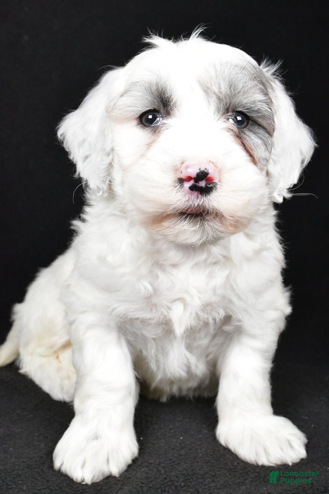 Mixed Breed dogs for sale: Sunny - Ad 3