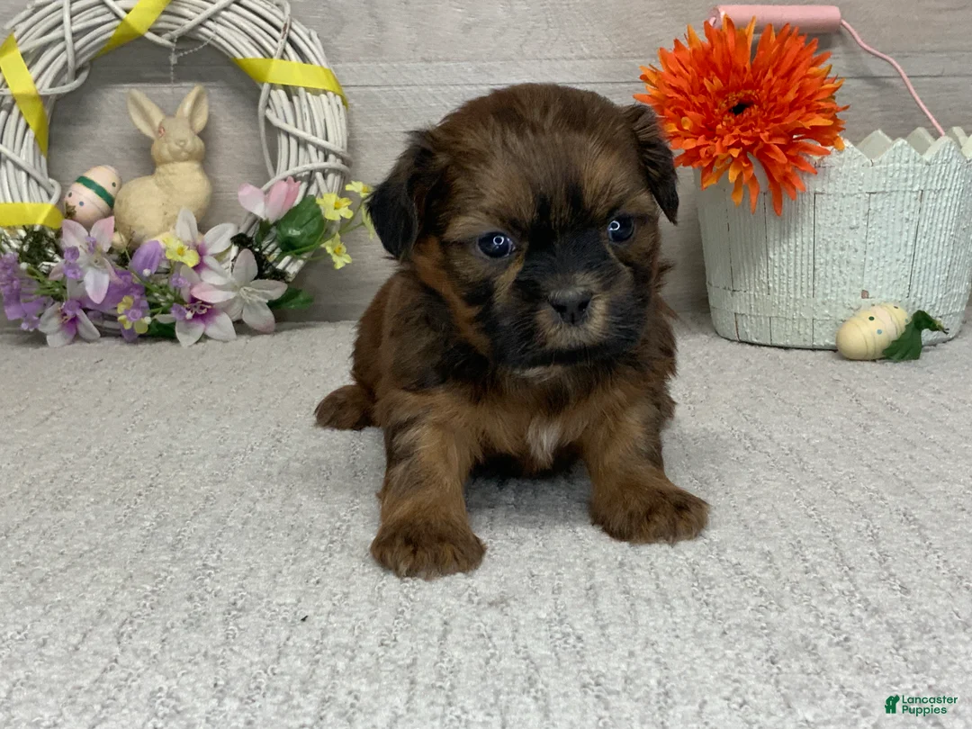 Shih Tzu dogs for sale: Lance - Ad 1