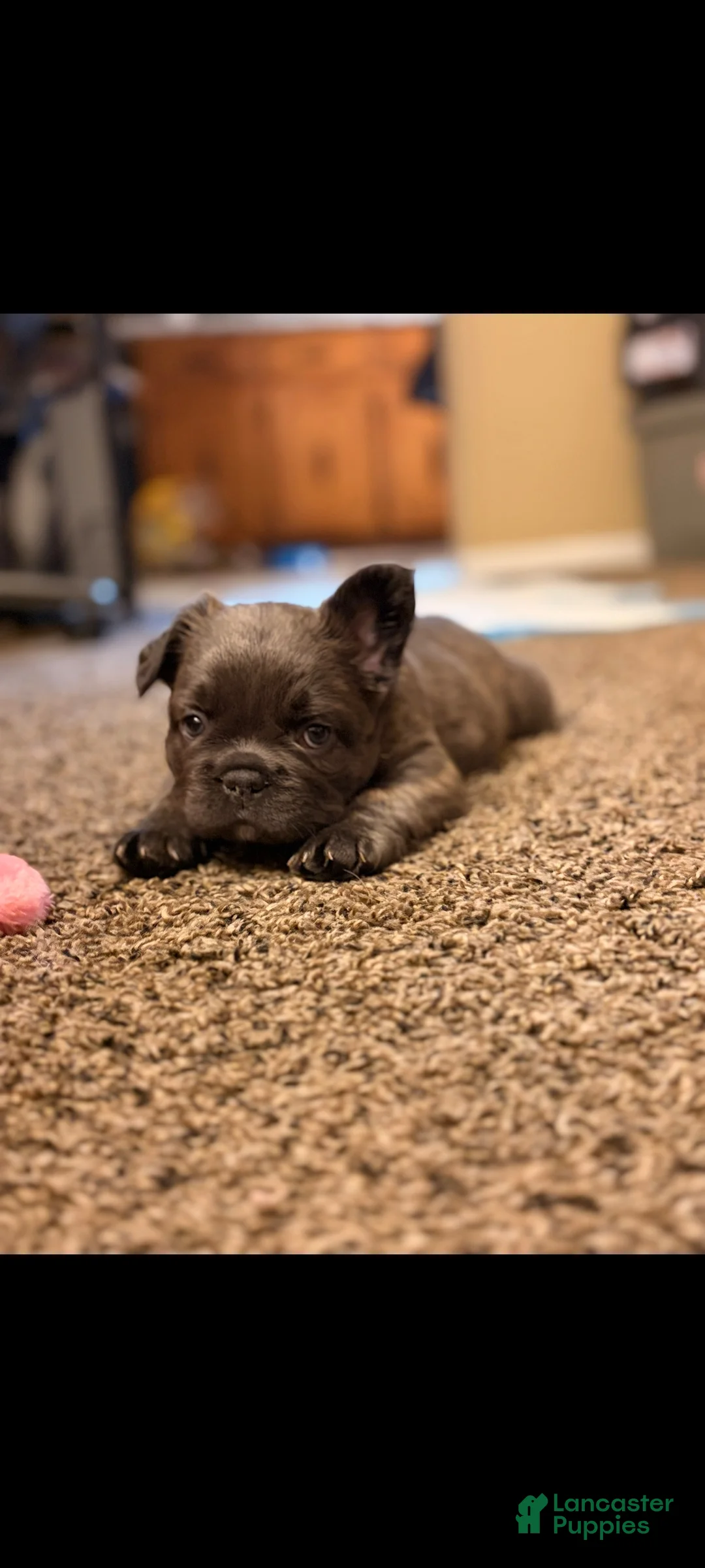 French Bulldog dogs for sale: Sumo - Ad 2