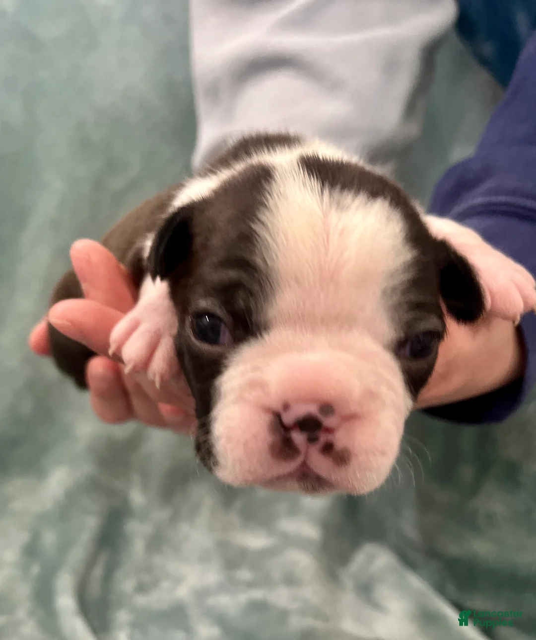 Boston Terrier dogs for sale: Boston Terrier Puppy 1 - Ad 2