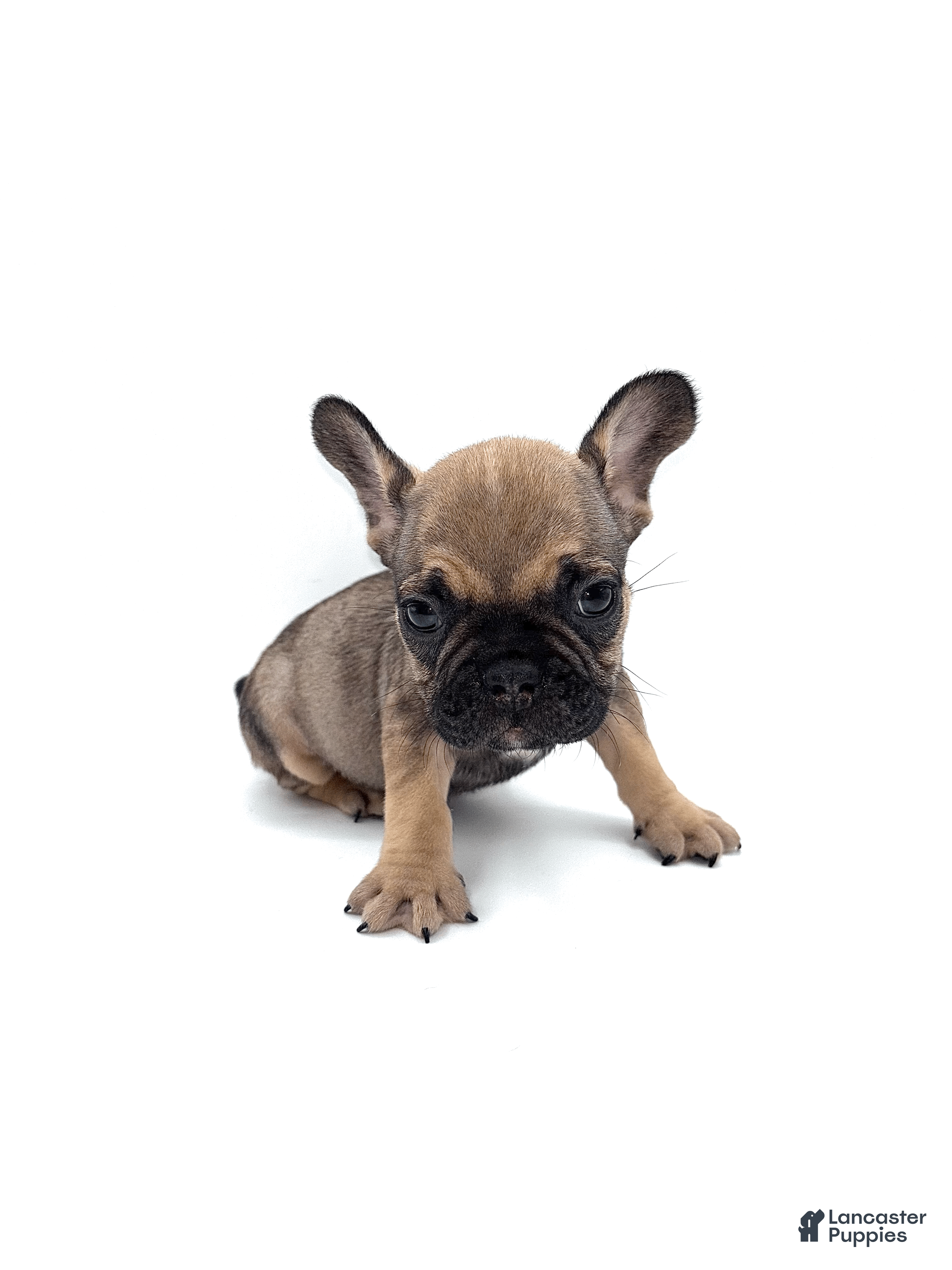 French Bulldog dogs French Bulldog Puppy 4 - Ad 15