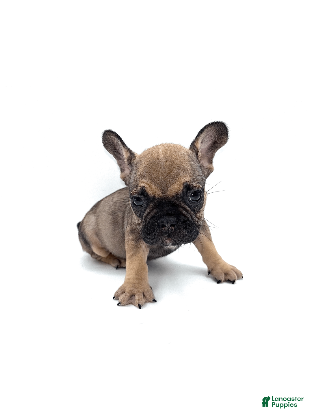 French Bulldog dogs for sale: French Bulldog Puppy 4 - Ad 1