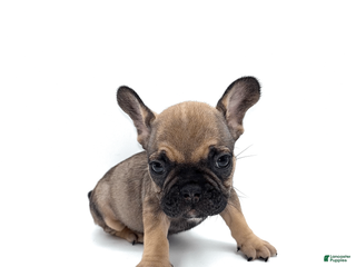 French Bulldog dogs French Bulldog Puppy 4 - Ad 15