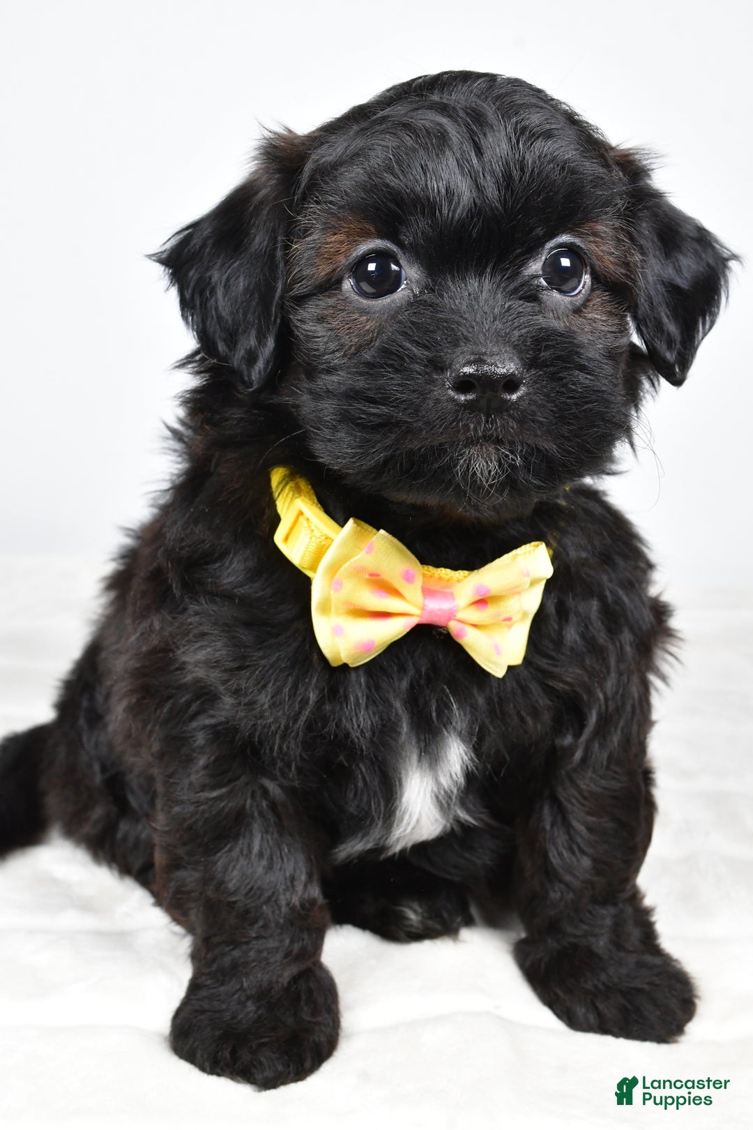 Shihpoo dogs for sale: Ike  - Ad 3