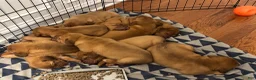 Dogue De Bordeaux dogs for sale: Dogue De Bordeaux Puppy 5 - Ad 93