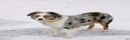 Miniature Australian Shepherd dogs for sale: Lavender - Ad 3