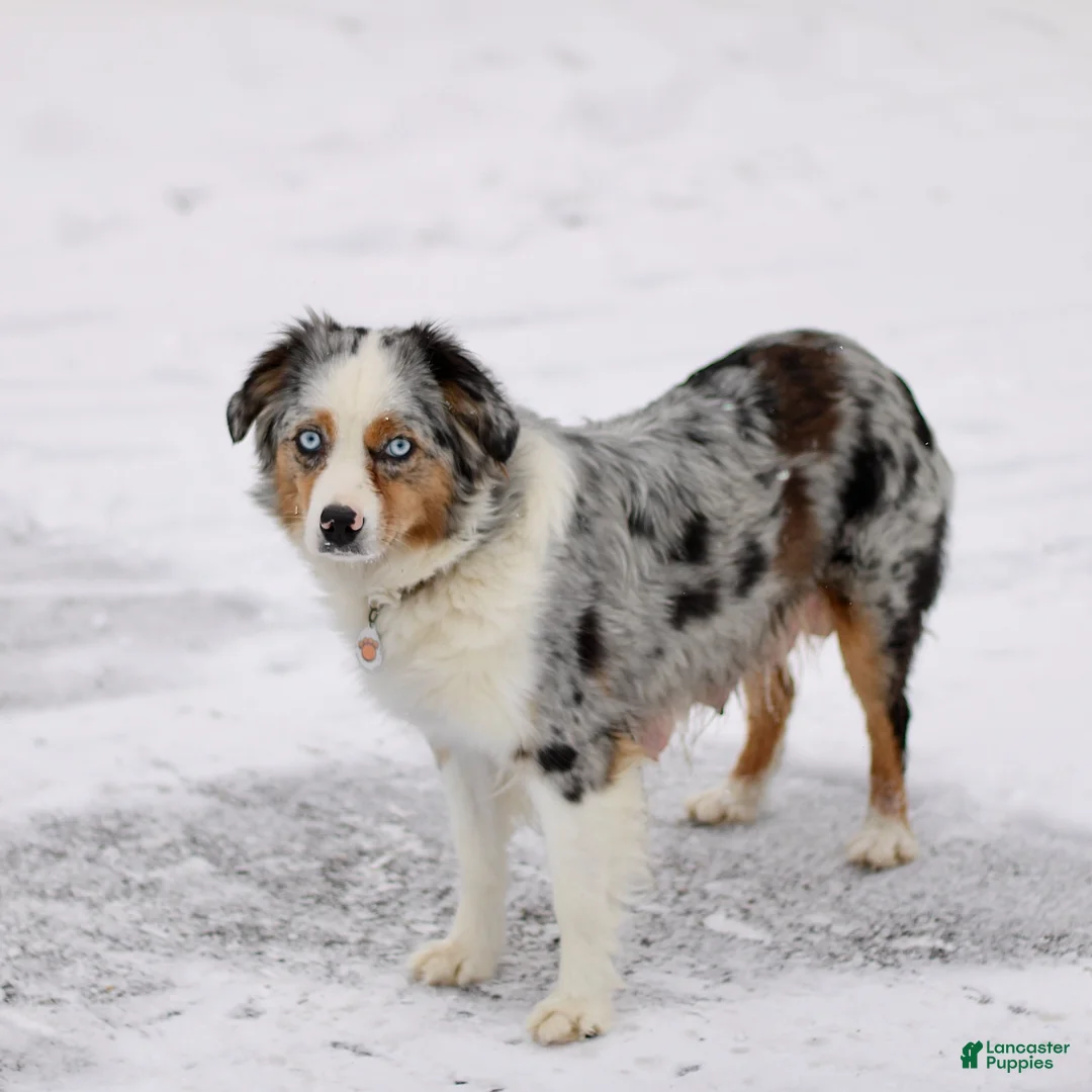Miniature Australian Shepherd dogs for sale: Lavender - Ad 3
