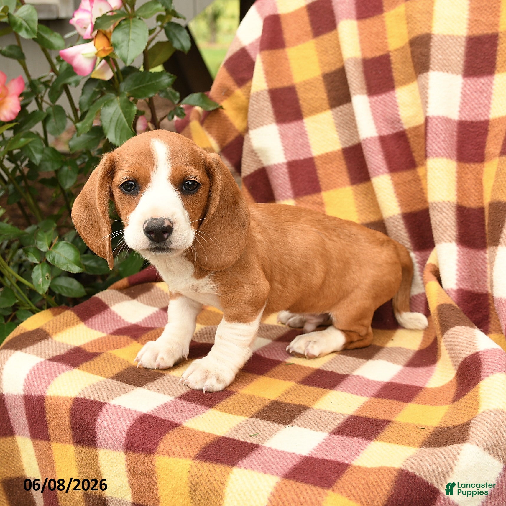 Miniature Dachshund dogs Dandelion - Ad 2