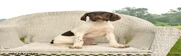 German Shorthaired Pointer dogs for sale: Garnet - Ad 5
