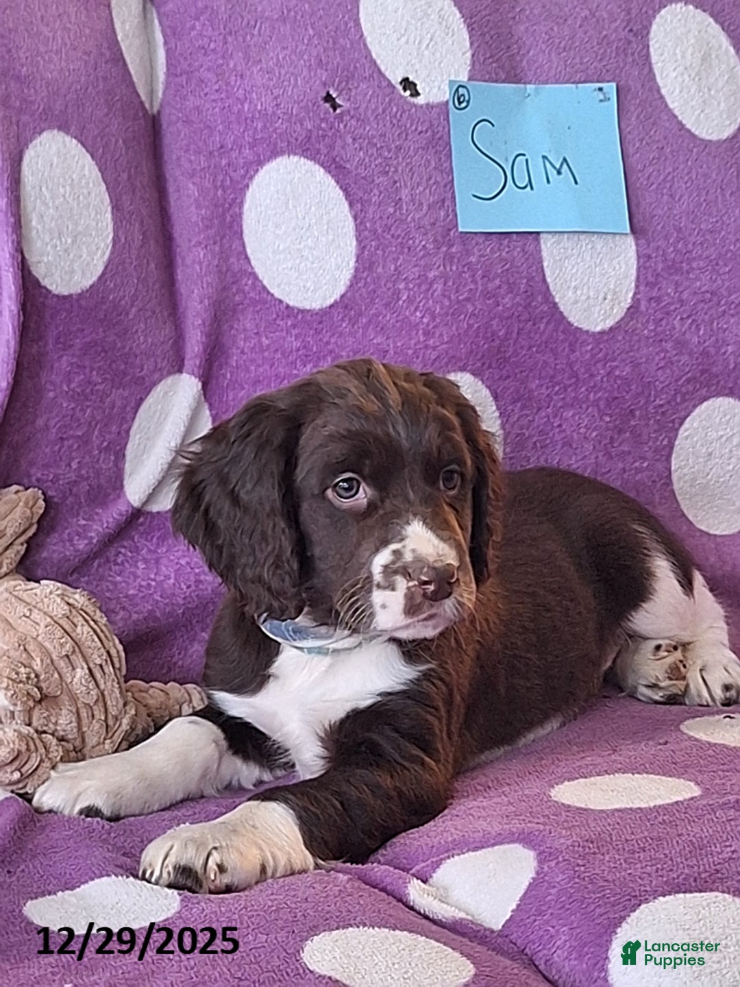 English Springer Spaniel dogs for sale: Sam - Ad 5
