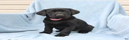 Labrador Retriever dogs for sale: Penny - Ad 3