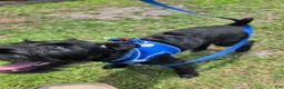 Standard Schnauzer dogs for sale: LILY- Standard Schnauzer  - Ad 15