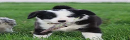 Border Collie dogs for sale: Lainey - Ad 8