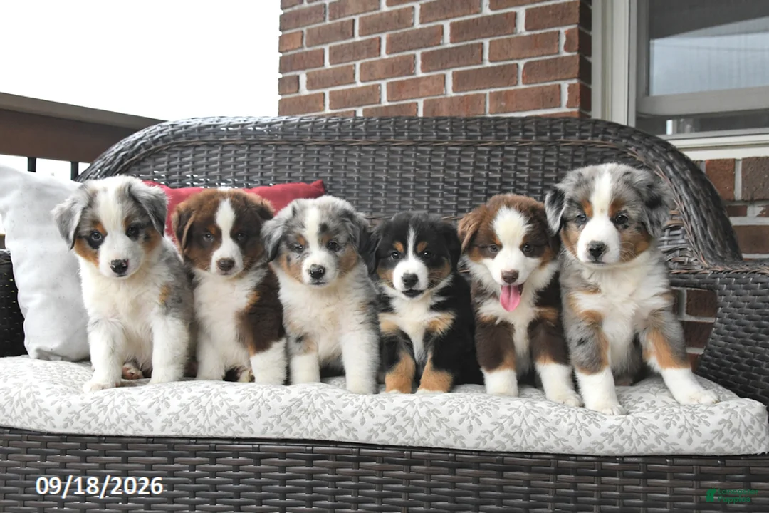 Miniature Australian Shepherd dogs for sale: Hazel - Ad 5