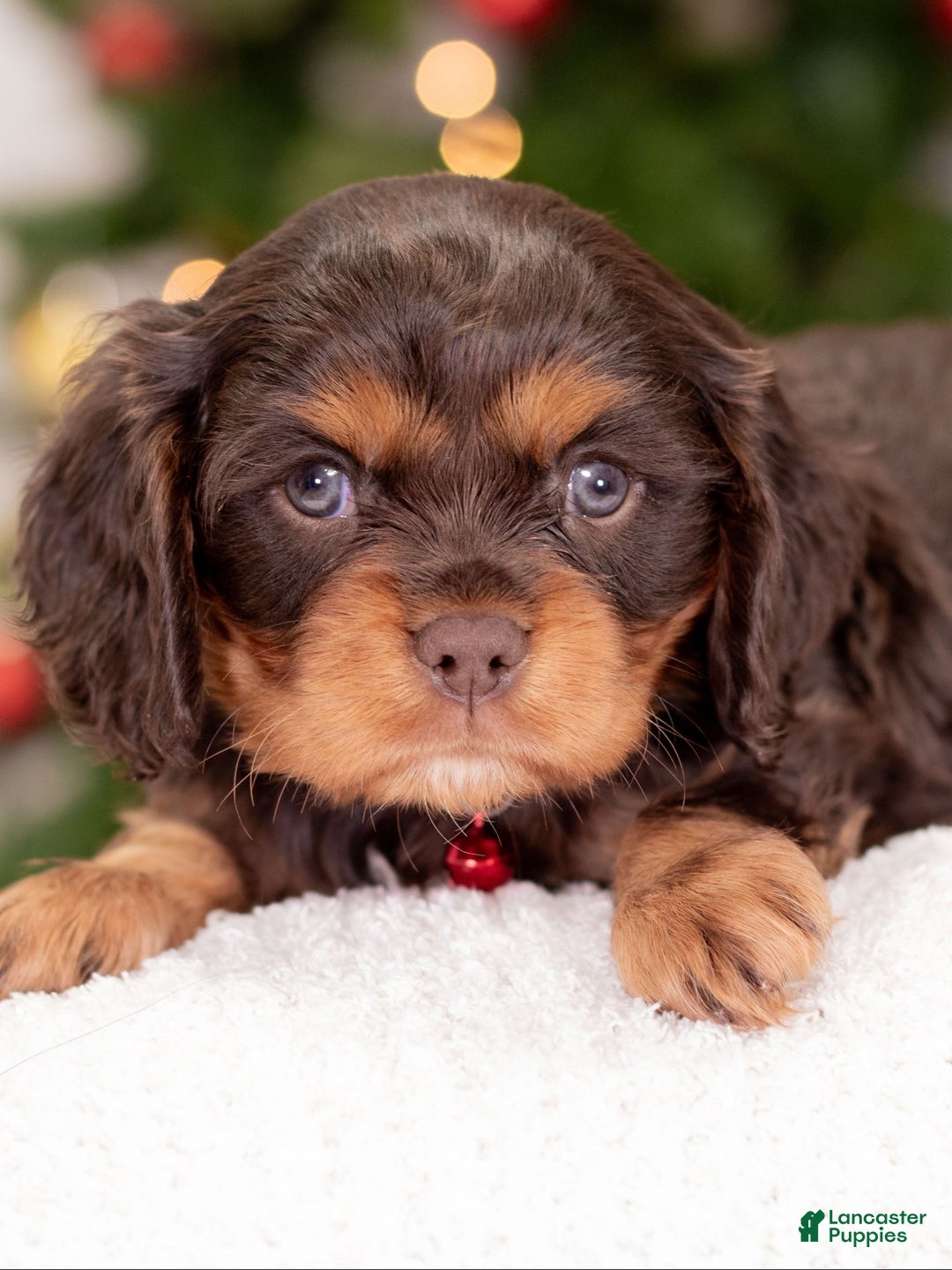 Cavalier King Charles Spaniel dogs for sale: Luna - Ad 3