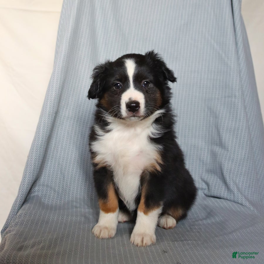 Miniature Australian Shepherd dogs Cheer  - Ad 2