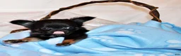 Chihuahua dogs for sale: Mack - Ad 3