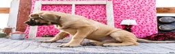 English Mastiff dogs for sale: Zeke - Ad 3