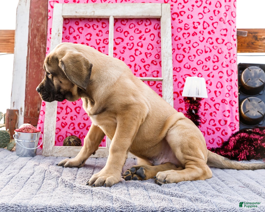 English Mastiff dogs for sale: Zeke - Ad 3