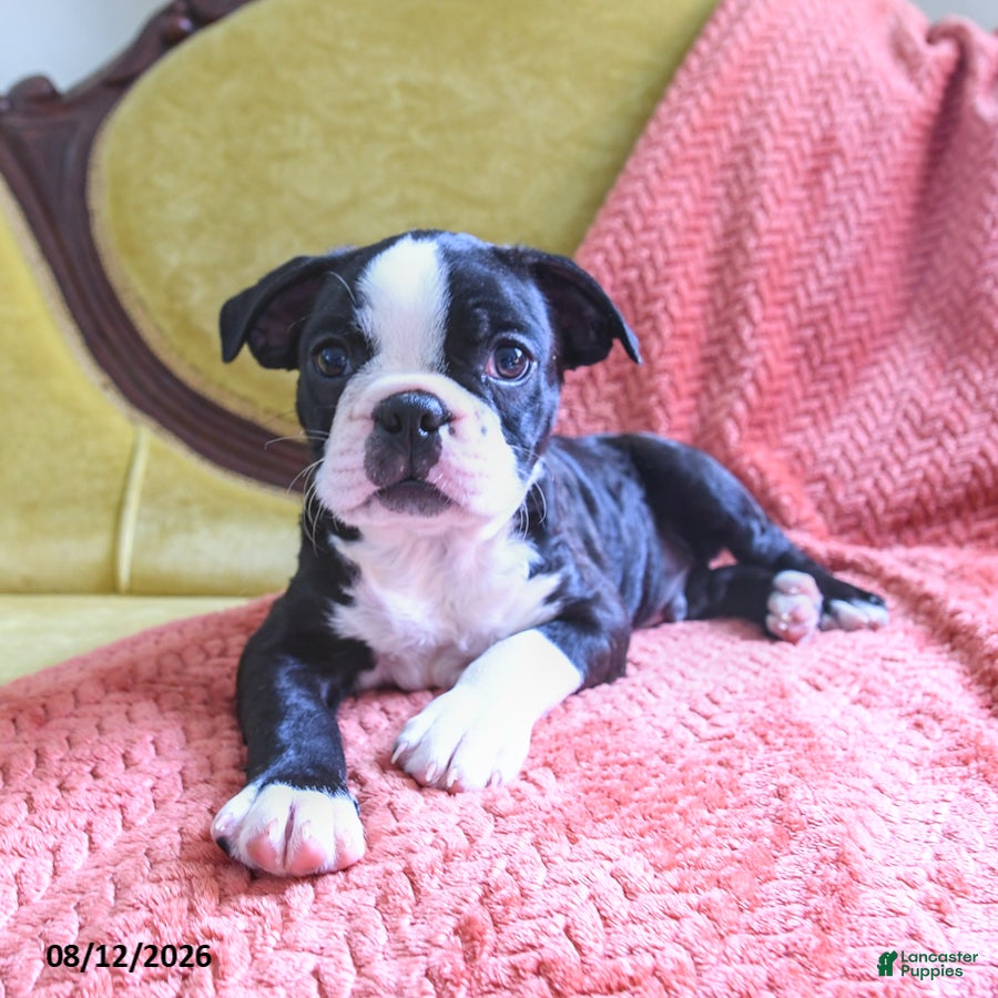 Boston Terrier dogs Wilber - Ad 1