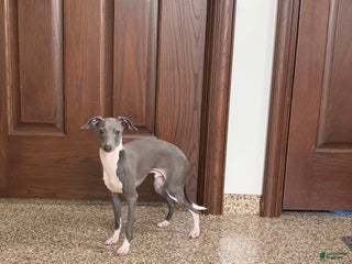 Italian Greyhound dogs Rocky - Ad 7