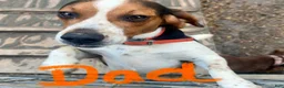 Beagle dogs for sale: Beagle 6 - Ad 5