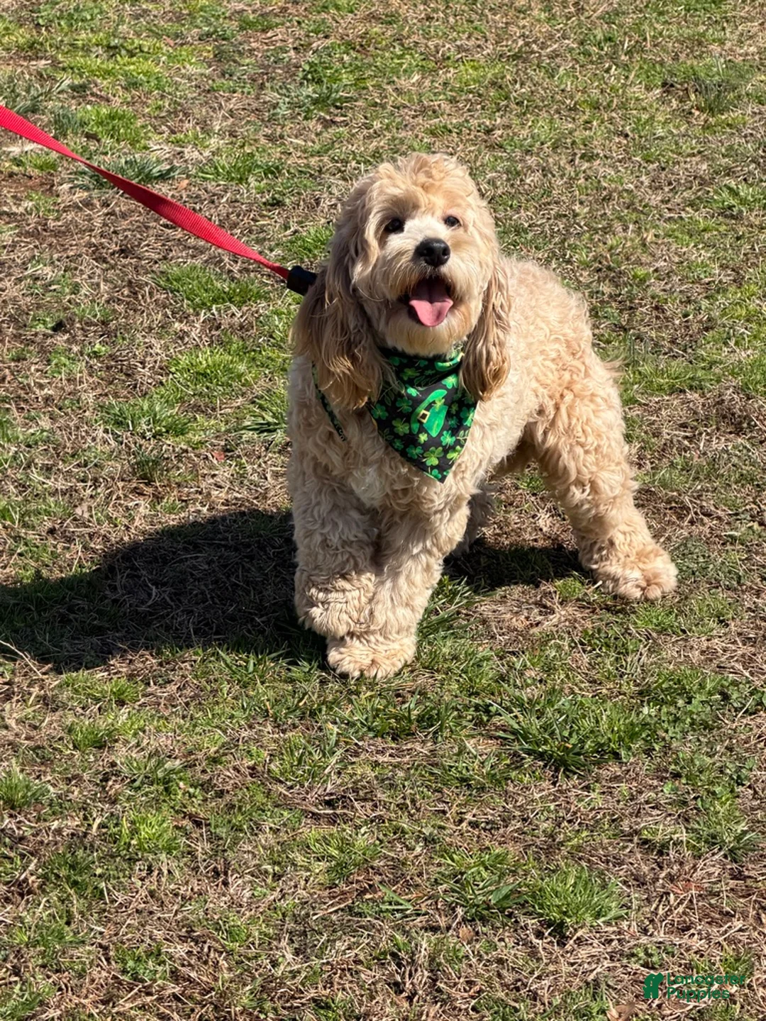 Cockapoo dogs for sale: Ben - Ad 2