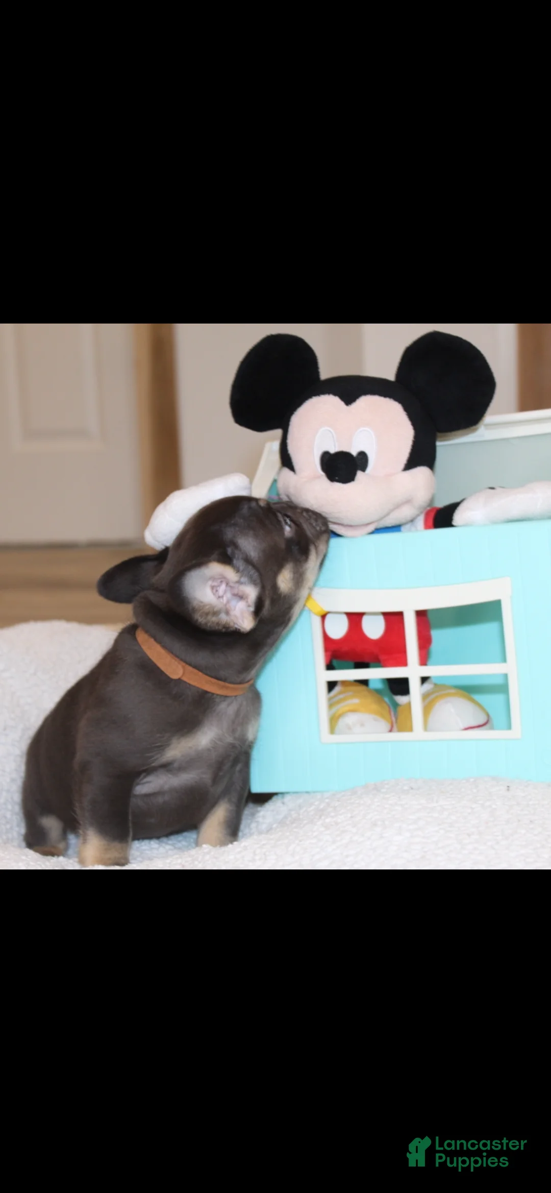 French Bulldog dogs for sale: French Bulldog Puppy 1 - Ad 1