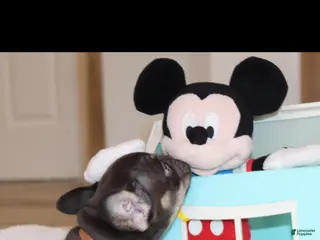 French Bulldog dogs for sale: French Bulldog Puppy 1 - Ad 1