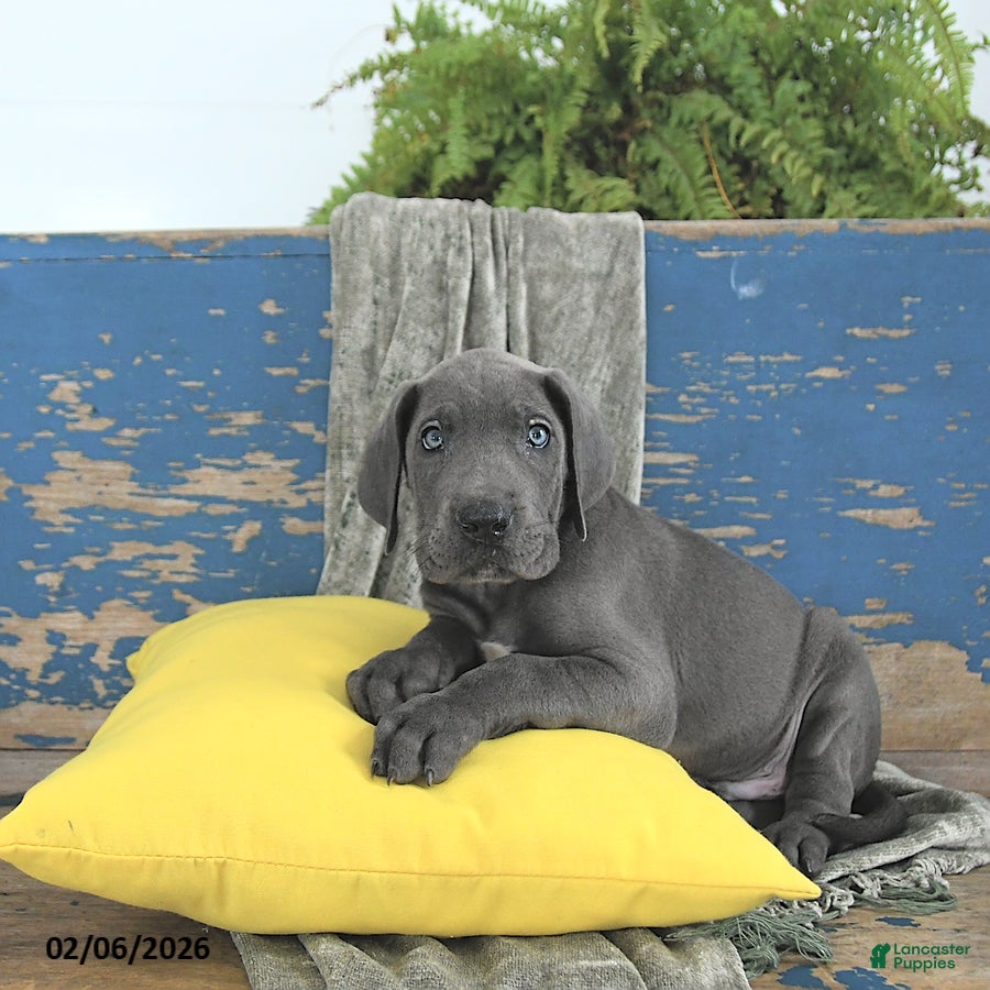 Great Dane dogs Magnus - Ad 2
