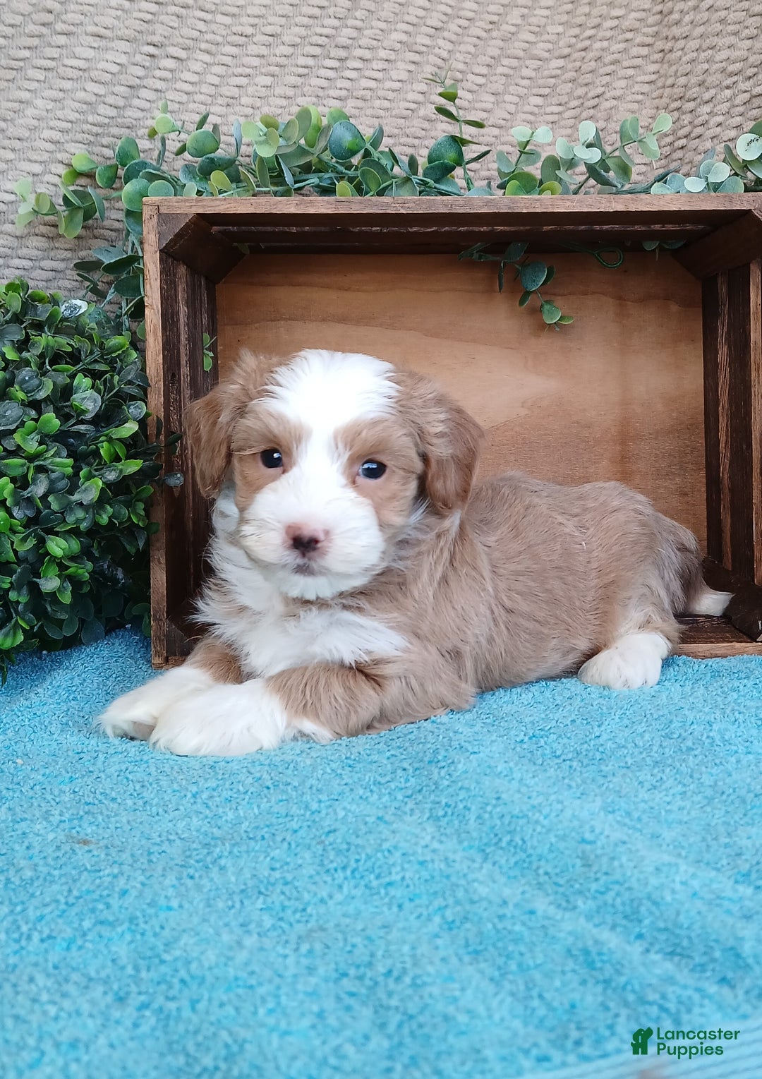 Havanese dogs for sale: Monroe - Ad 4
