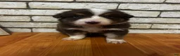Australian Shepherd dogs for sale: Biscuit  - Ad 5