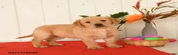 Goldador dogs for sale: Kujo - Ad 2