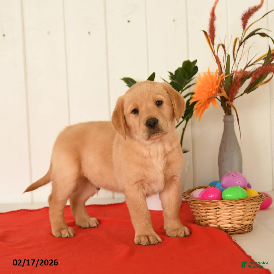 Goldador dogs for sale: Kujo - Ad 2