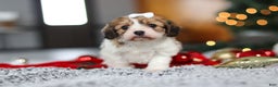 Cavachon dogs for sale: Sunshine  - Ad 4