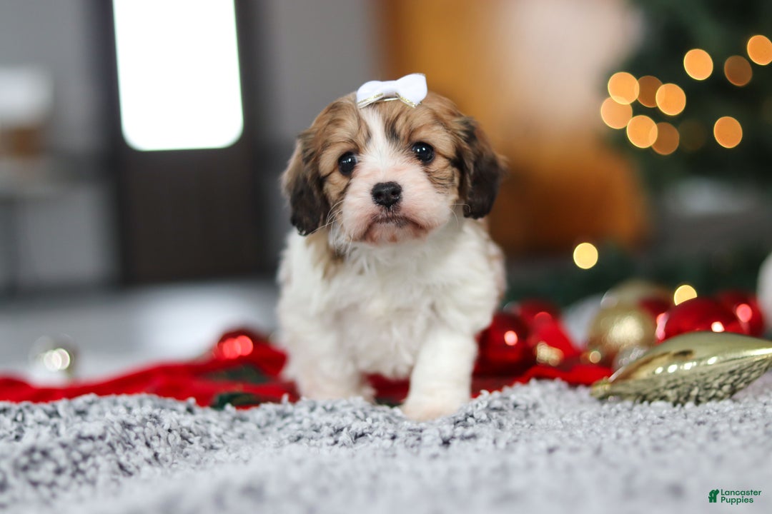 Cavachon dogs for sale: Sunshine  - Ad 4