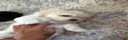 Malshi dogs for sale: Billy - Fluffy Teddy Bear Malshi Puppy - Ad 3