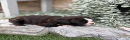 Boston Terrier dogs for sale: Keeth - Ad 5