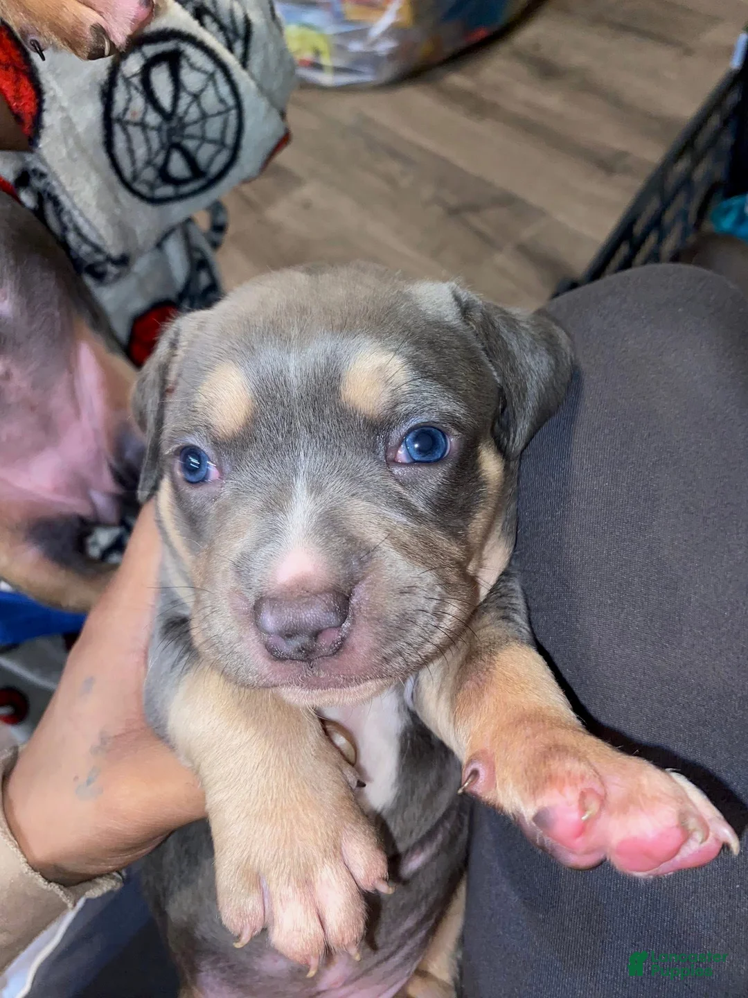 American Bully dogs for sale: American Bully Puppy 1 - Ad 2