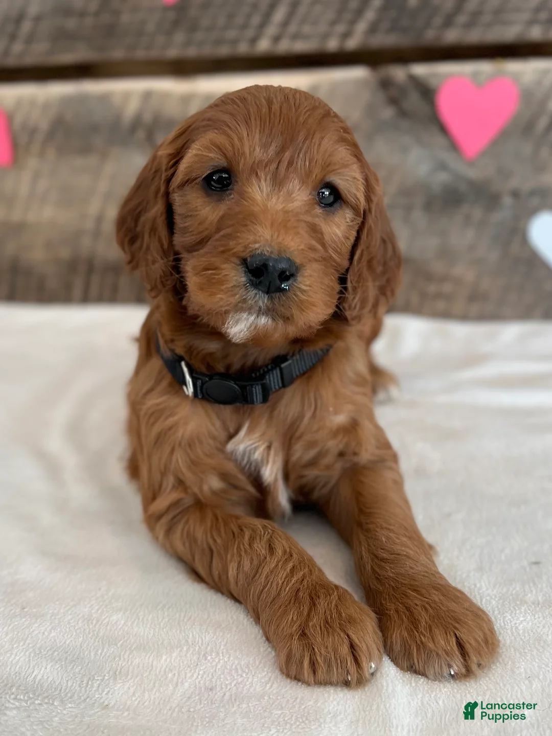 Irish Doodle dogs for sale: Jasmine - Ad 3